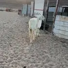 للبيع حايل شرط