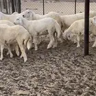 طليان للبيع