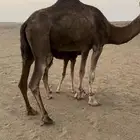 خلفه مصغر فيها الحليب