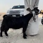 معزا عوارض صنف دفيع منوة القناي