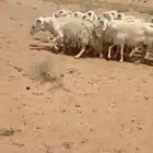 غنم مراح واحد منوت القناي