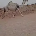 لقحات