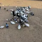حمام هجين فرنسي على زاجل على مصري