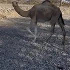 للبيع بكره جزر نظيفه وفل شحم