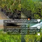 عرض خاص  أي 100 شجرة ب 350 ريال فقط
