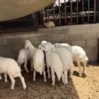 بهم حري مقفل شحم وفاخر