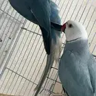 زوج درة كلير تل