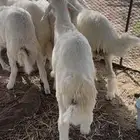 بهم حري كفو الكفو طليان