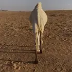 للبيع قعود مفرود