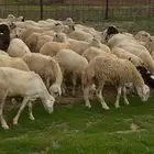ضان رفيديات مقاني فاخره و رعويه