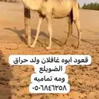 قعود باتلي كفو