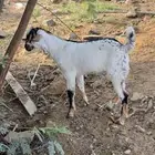 تيس مشروع فحل صنف الصنف