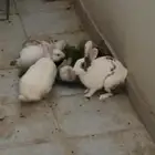6 ارانب للبيع حايل