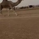 بعير شمالي كفو