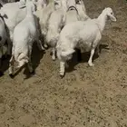 غنم للبيع
