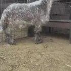 مشروع فحل نجدي رملي