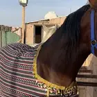 جلال خيل زينه