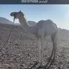 قعود طابع شداد توجيه زين