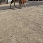 للبيع بكر شقحاء تحتها بكره