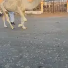 البعير الكفو