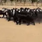 معزا عوراض فاخره