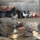فروخ بلدي