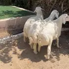 للبيع بهم طيب
