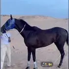 حصان سباق