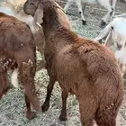 خرفان سواكن طيبه طيبه