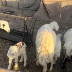 غنم حلفات صغار سن