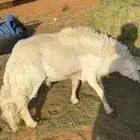 فحل حري ماشالله مشروط ينسف ضراب وحراره وعياله في المراح