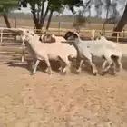 غنم بيض مكحله طيبه للبيع