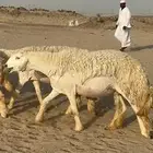 غنم حرية رخال صنف نادر ماشاءالله