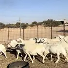 حريات دفيع
