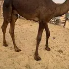 قعود كايف للبيع رقم الجوآل