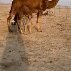 خلفه حمرا دم باخره وين اهل المقنى(تم البيع)