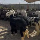 رخال نجد جذعات مراح واحد