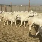 غنم مراح حرش شي فاخر