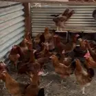 دجاج فرنسي بيور