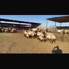 للبيع دفيع فاخره 15 راس مطافيل 4