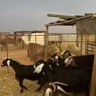 معزا طيبة
