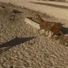 معزا حص اسنان