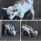 جفرة قزمية للأطفال والمخيمات معرفة