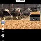 عرض نجد اسدس