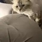 قطه للتبني