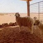 رخل طيبه مادري هي دافع ولا حايل عمره 6 او7 امه مهجنه