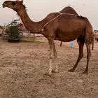 خلفه بكره اول ولده حلابه رقم واحد(تم البيع)