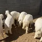 خرفان جبره مبادي