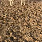 عنز هولنديه دافع