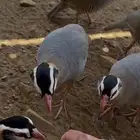 حجل قهد